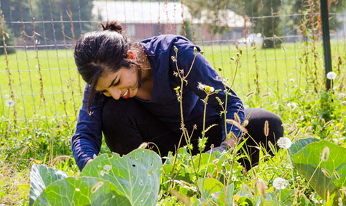 garden harvest