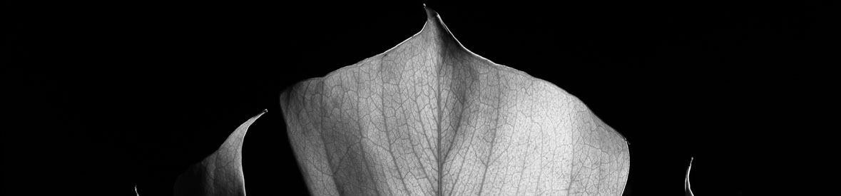 Black and white close-up image of the top of a leaf.