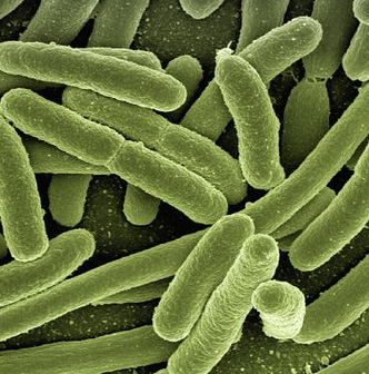 A microscopic image of bacteria.