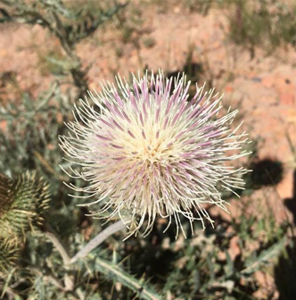 A hybrid species of thistle that is a cross between a Prairie Thistle and a Wavy Leaf Thistle