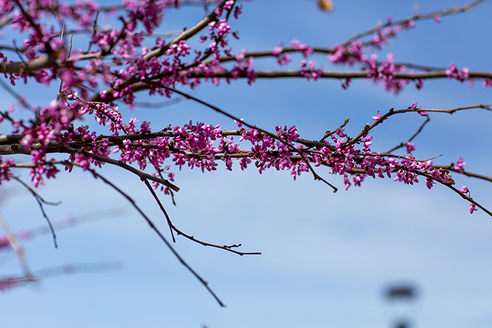 pink blooms on a tree