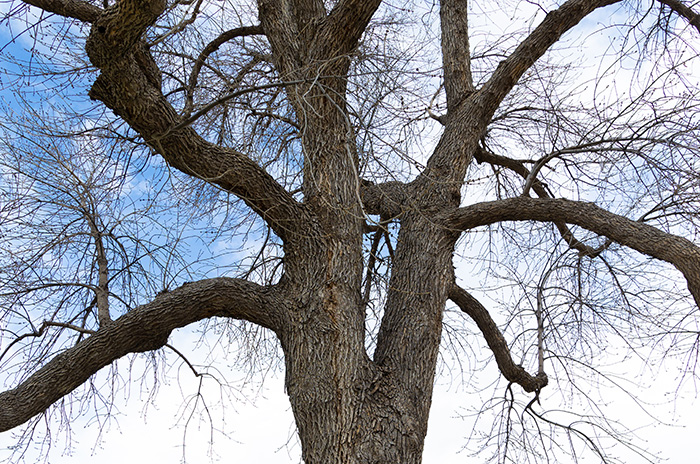 tree campus higher education - arbor day
