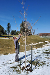 Man inspecting the branches on small tree