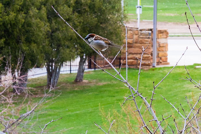 bird perched on a brand by the BHSU Joy Center
