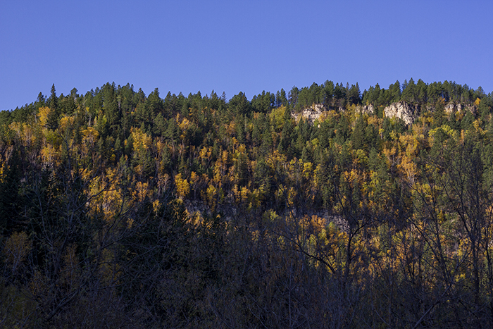 view of Spearfish Canyon with yellow trees peaking out of the green one