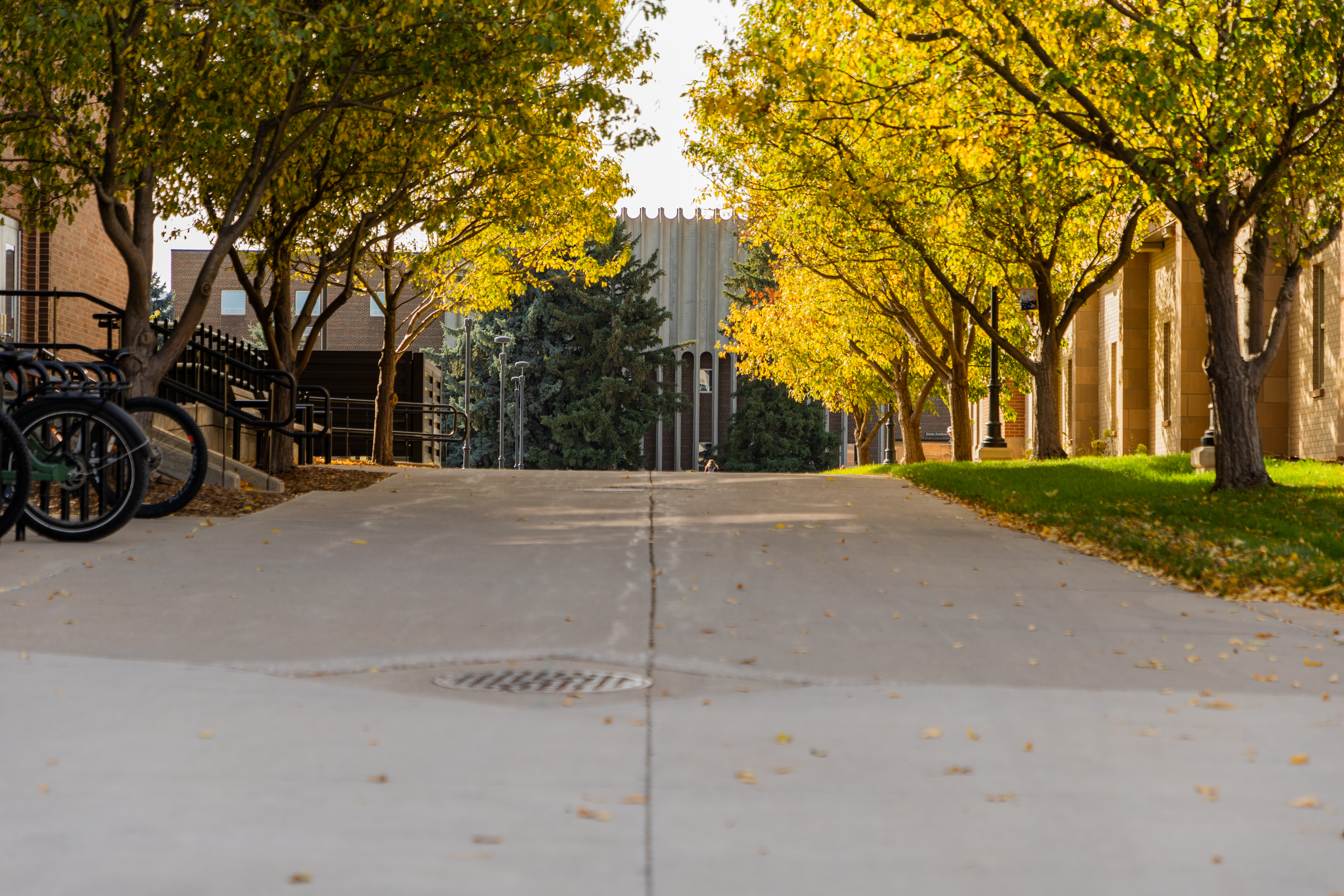 Sidewalk leading to Jonas Academic Hall with trees on both sides of the sidewalk