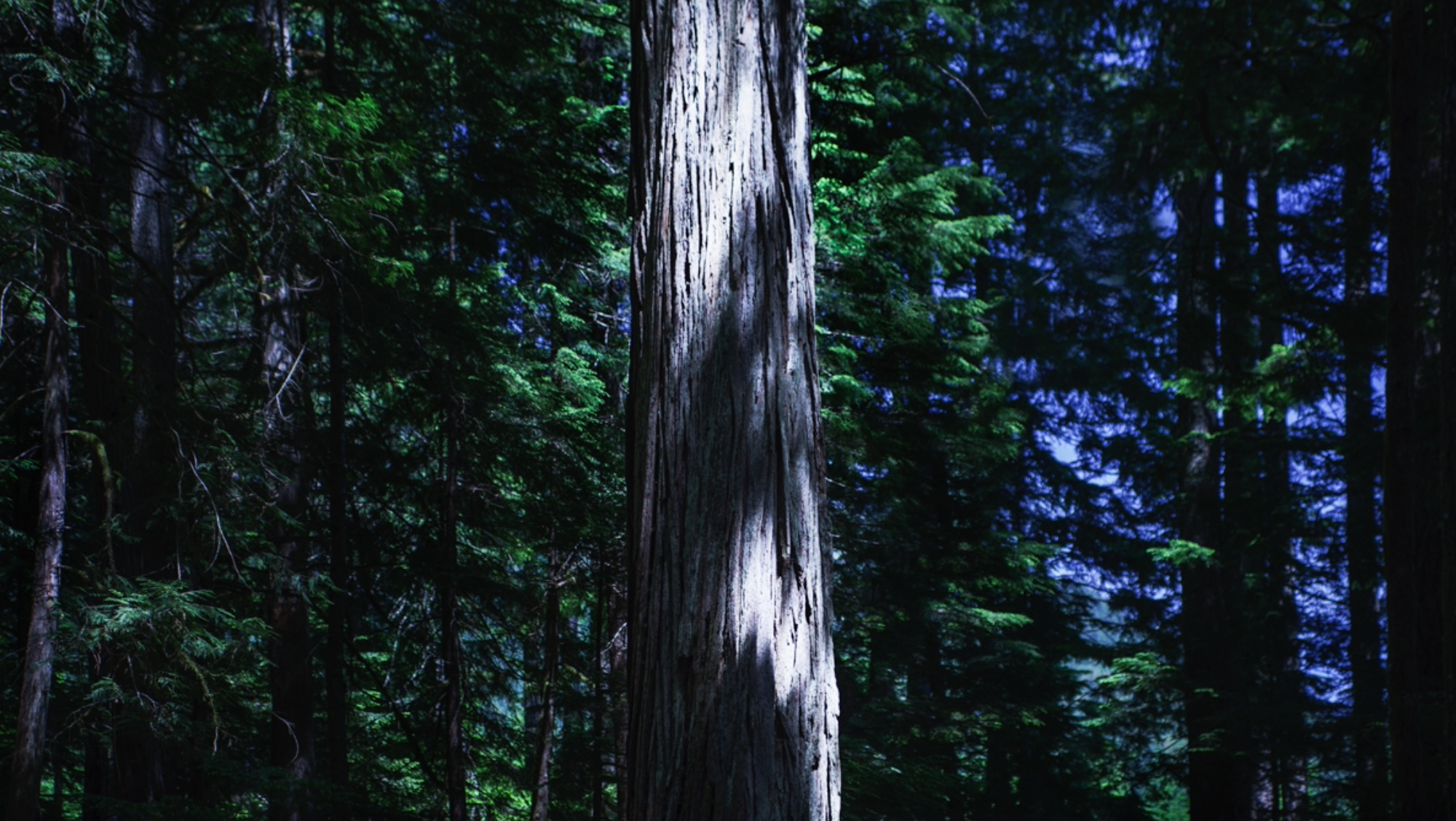 Sunlight hitting a tree with other trees around it