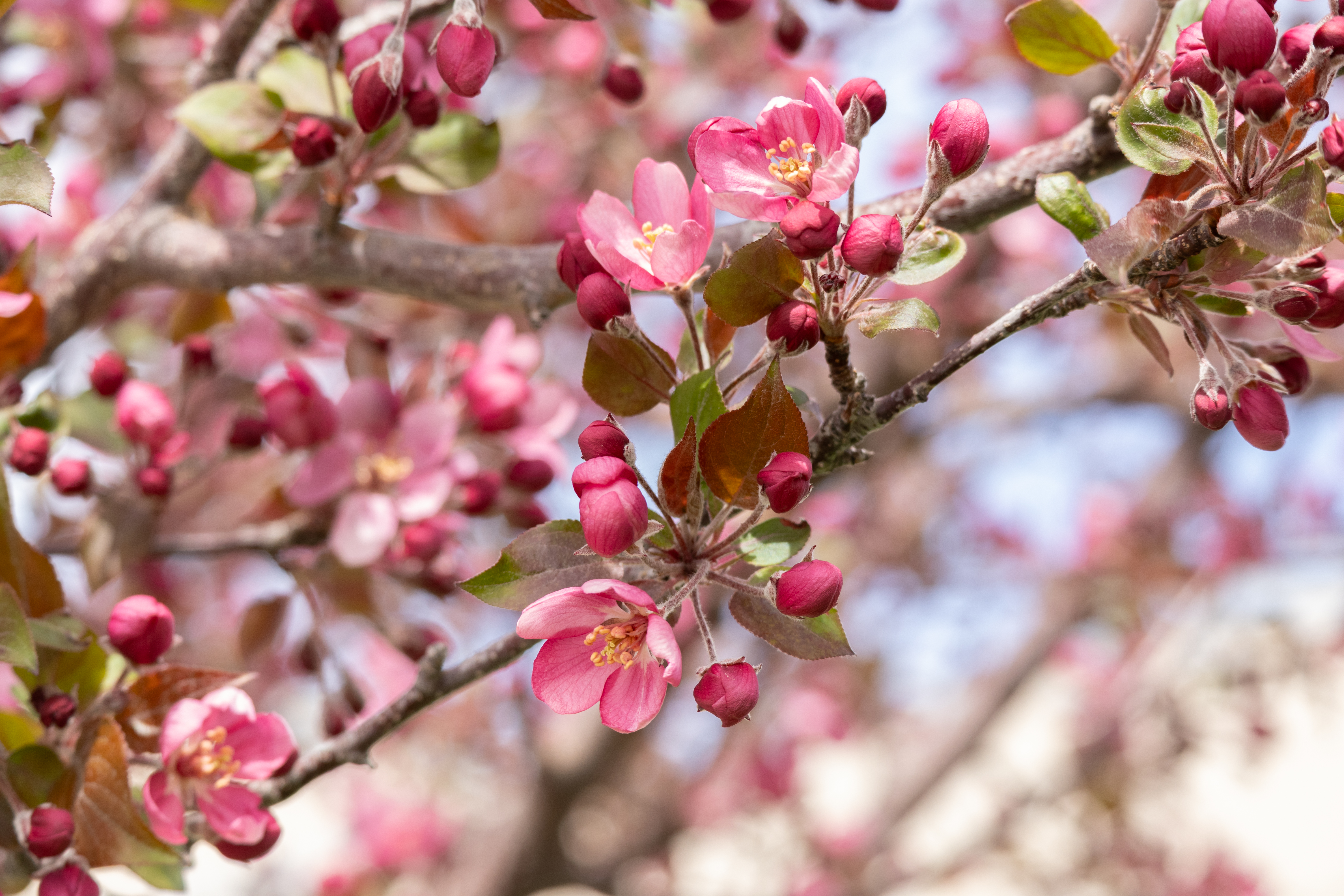 Up close image of a pink flower on a tree on campus.