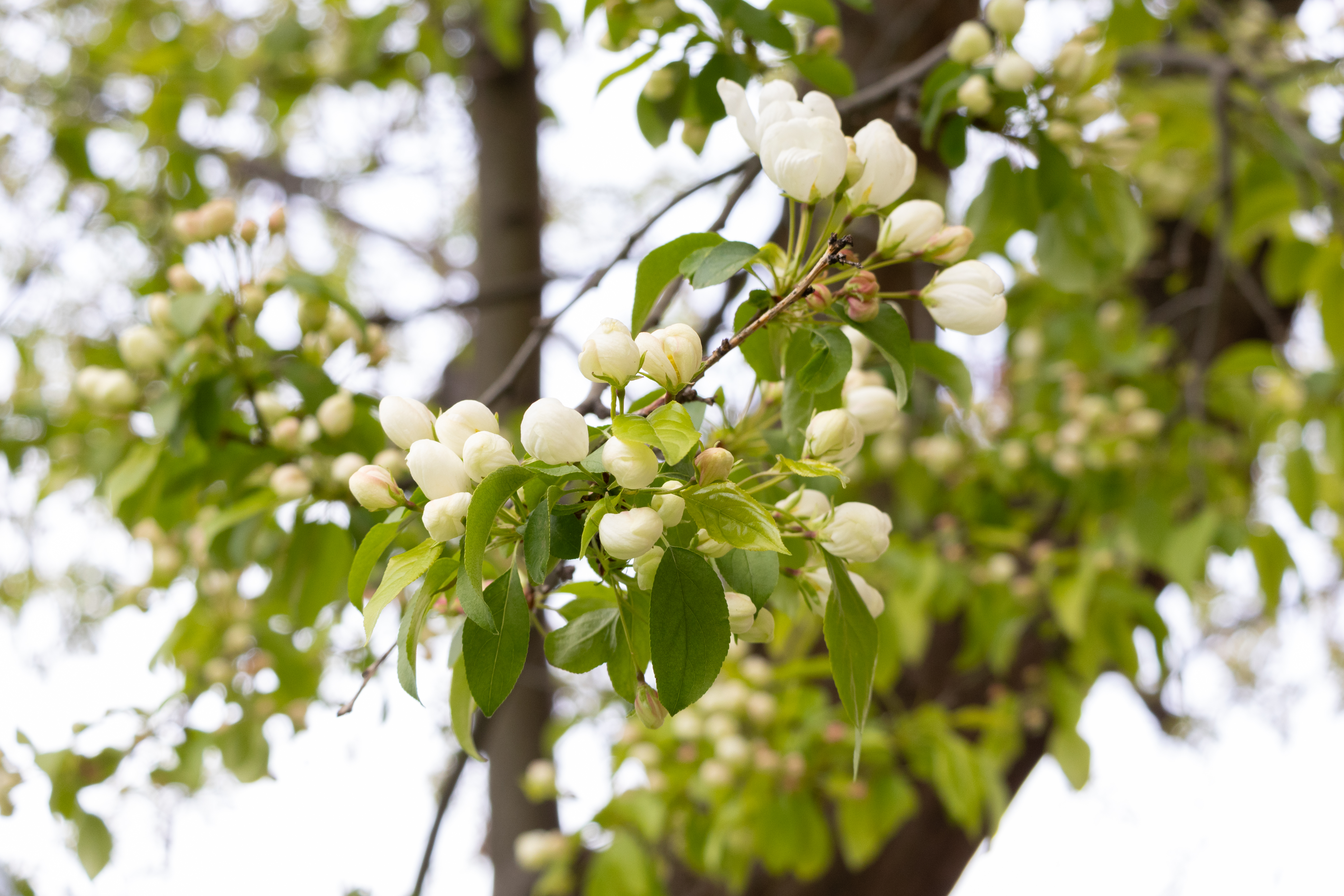 Up close photo of a white flower blossom on a tree on campus