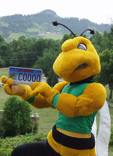 Yellow Jacket License Plates