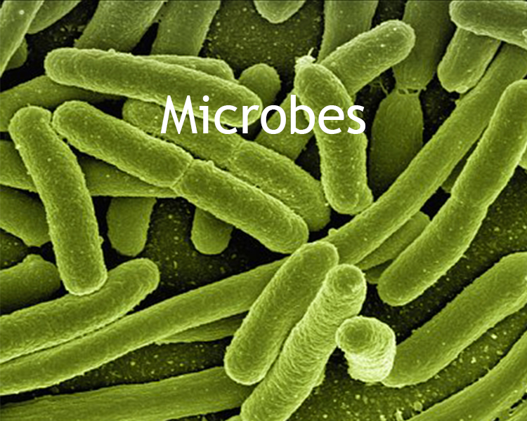 Microbes