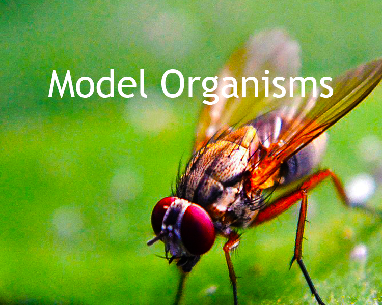 Model Organisms