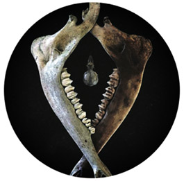 Artwork by Gibson made of bones.